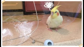 呼んでもこっちに来れないオカメインコのきなこ