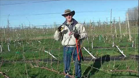 Intro and pruning Gisela cherry trained to Upright Fruiting Offshoot