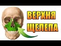 верхня щелепа анатомія