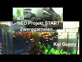 Koi Guppy Aquarium Update und neues Projekt Vorstellung zu den Zweggarnelen, Membranpumpe kaputt?