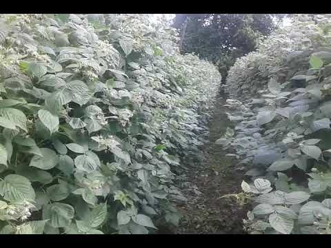 Malina / მალინა