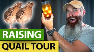 BEFORE Raising Quail For Meat, WATCH THIS TOUR! screenshot 3