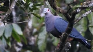 Pergam pinons ( Ducula pinons) suara alam bikin syahdu 😍😍