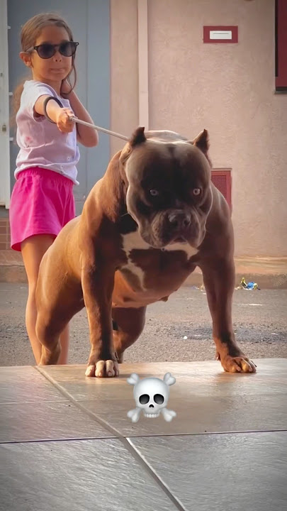Bull Dog ☠️