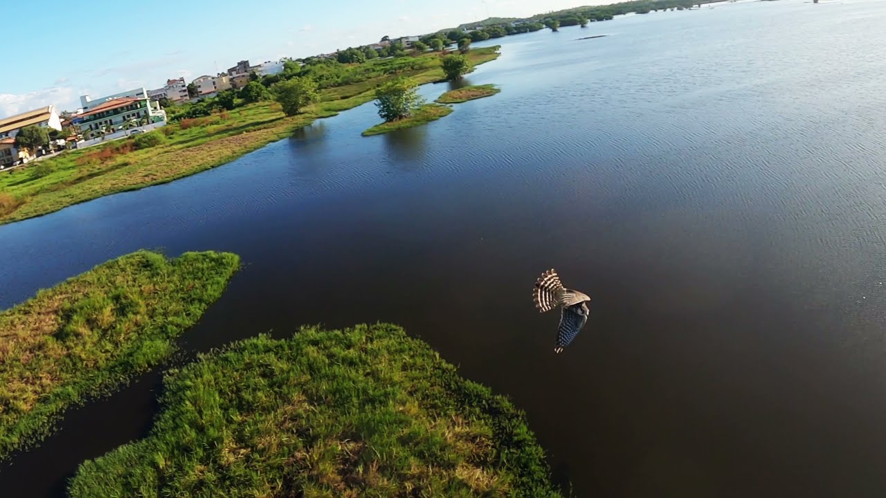 Filmando aves em Porto de Galinhas