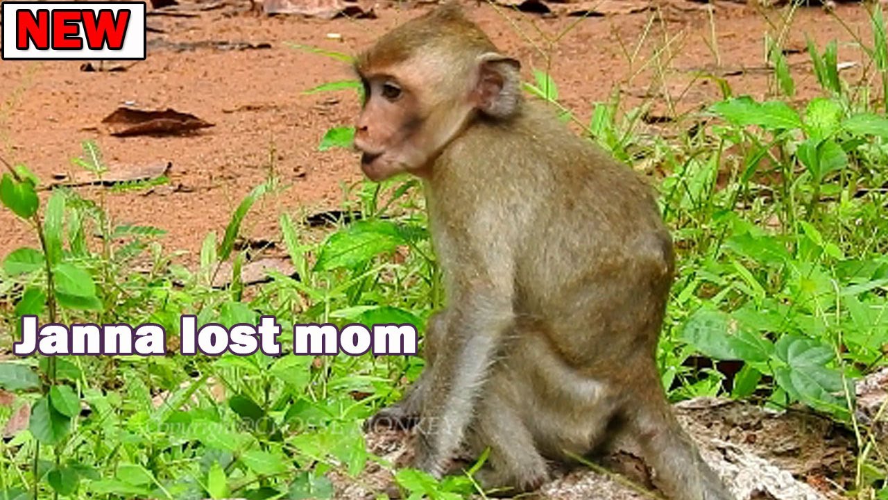 Disappoint crying! Immediately lost mom Pitiful little Janna fast run with shocking crying call mom