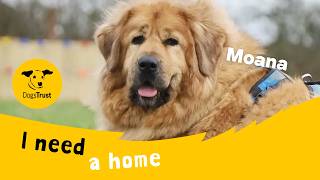 Moana The Magnificent Tibetan Mastiff Dogs Trust Leeds