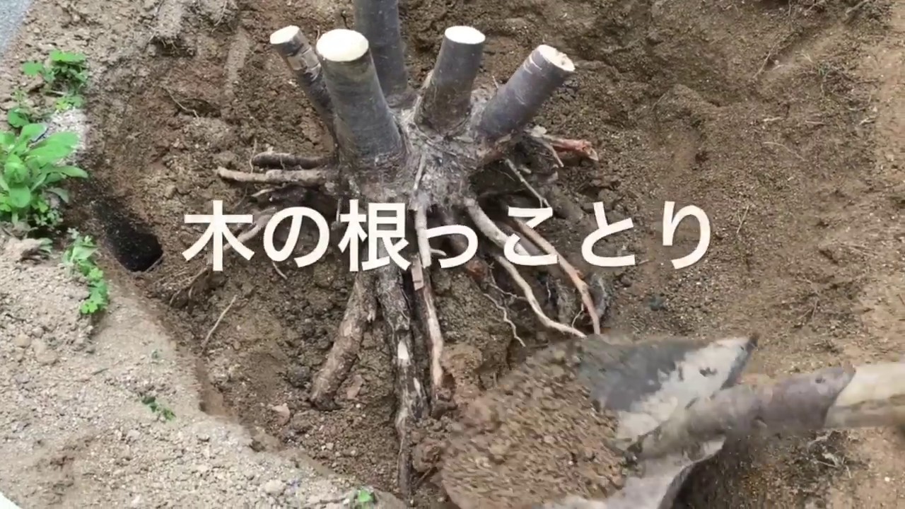 庭の木の根っこを抜く 開墾 伐採 スッキリ Youtube