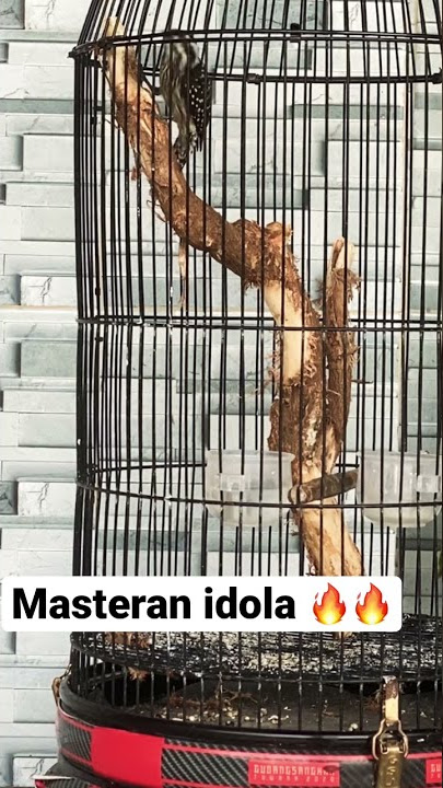 Pelatuk sampit gacor boss🔥🔥🔥 full video lihat di RAJA MASTERAN CHANEL #shorts #masteranburung