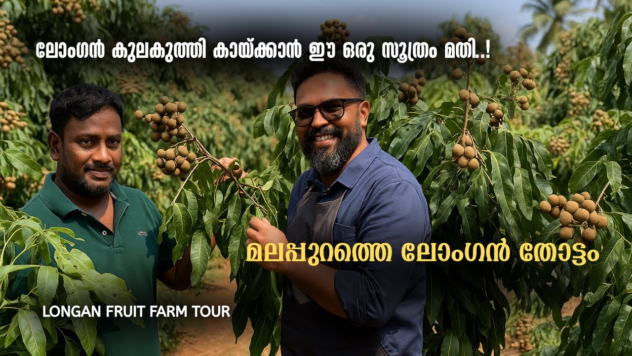 ലോംഗൻ പഴം കുലകുത്തി കായ്ക്കാൻ ഈ വിദ്യ ട്രൈ ചെയ്ത്‌ നോക്കൂ.. മലപ്പുറത്തെ ലോംഗൻ തോട്ടം കാണാം. #longan