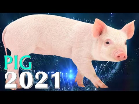 Pig Horoscope 2021 | Born 1935, 1947, 1959, 1971, 1983, 1995, 2007, 2019