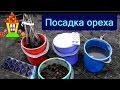 Орех Идеал. Посадка грецкого ореха 2 –мя способами.