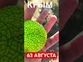 КРЫМ 63 АВГУСТА - ЛЕТО ПРОДОЛЖАЕТСЯ )) ЧТО ТАКОЕ МАКЛЮРА # Shorts