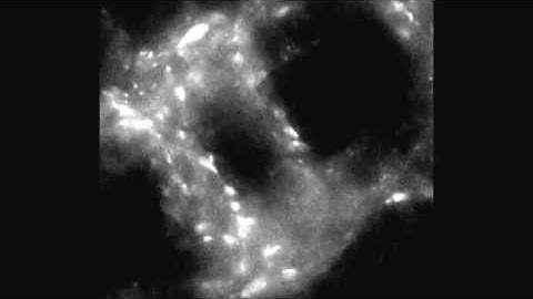 Drosophila CLIP-190 and mammalian CLIP-170 display reduced microtubule plus end association...