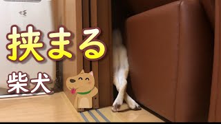 自分から狭い所に入っていった結果・・・出られなくなって救出された柴犬ノン