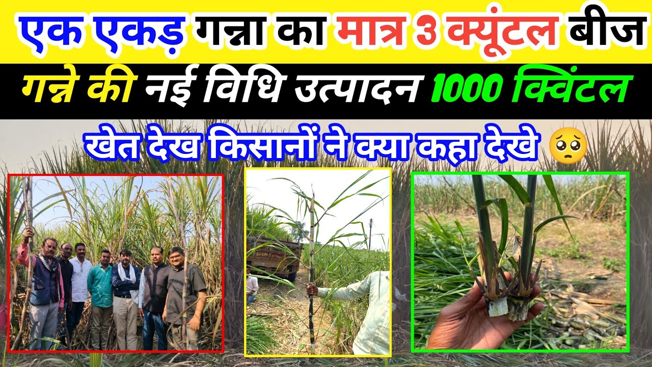 एक एकड़ में गन्ने का मात्र 3 क्यूंटल बीज।गन्ने की नई विधि से खेती। एक एकड़ गन्ने से 1000 क्विंटल 