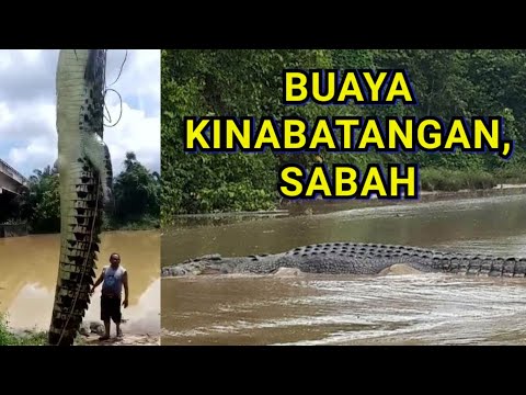 Buaya Peliharaan Di Terengganu Dan Buaya Di Sungai Kinabatangan Sabah