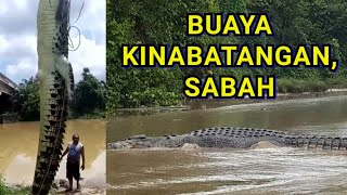Buaya Peliharaan Di Terengganu Dan Buaya Di Sungai Kinabatangan Sabah