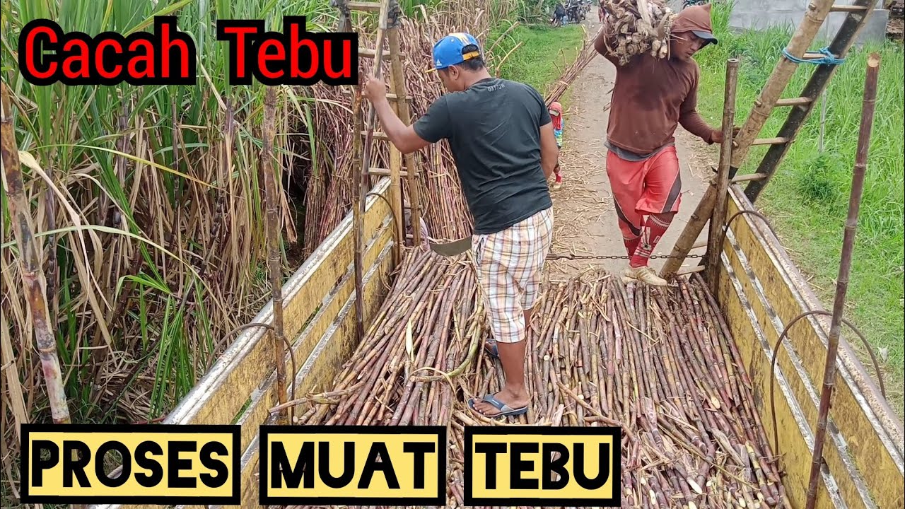 Begini Proses Muat Dan Cacah Tebu