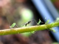 Aphid Parasitic Wasp