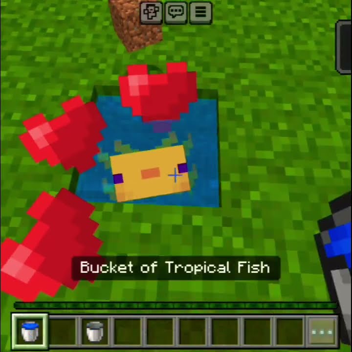 How To Tame Axolotl In Minecraft minecraft shortsfeed shortsop How to tame axolotl in minecraft minecraft shortsfeed shortsop