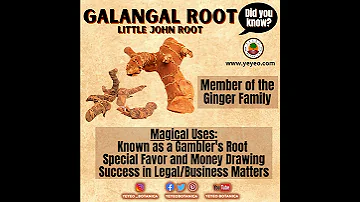 Galangal Little John Root Magic Uses 