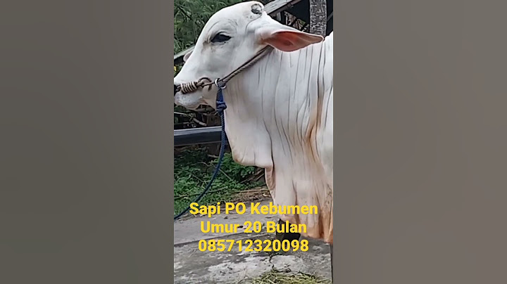 Sapi PO Kebumen Umur 20 Bulan #shorts #bakalansuper #sapi #sapipo