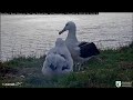 ~Royal Albatross - Wizyta LGL i karmienie młodej księżniczki Tiaki~ Nowa Zelandia 19/06