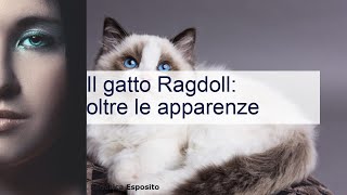 Il gatto Ragdoll: colori, aspetto, prezzo, salute