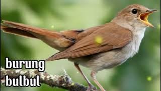 Suara Burung Bulbul suara terapi alam