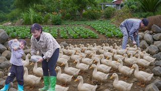 видео: Мы строим САМОСТОЯТЕЛЬНУЮ жизнь во Вьетнаме с утками и садоводством картинка: Мы строим САМОСТОЯТЕЛЬНУЮ жизнь во Вьетнаме с утками и садоводством