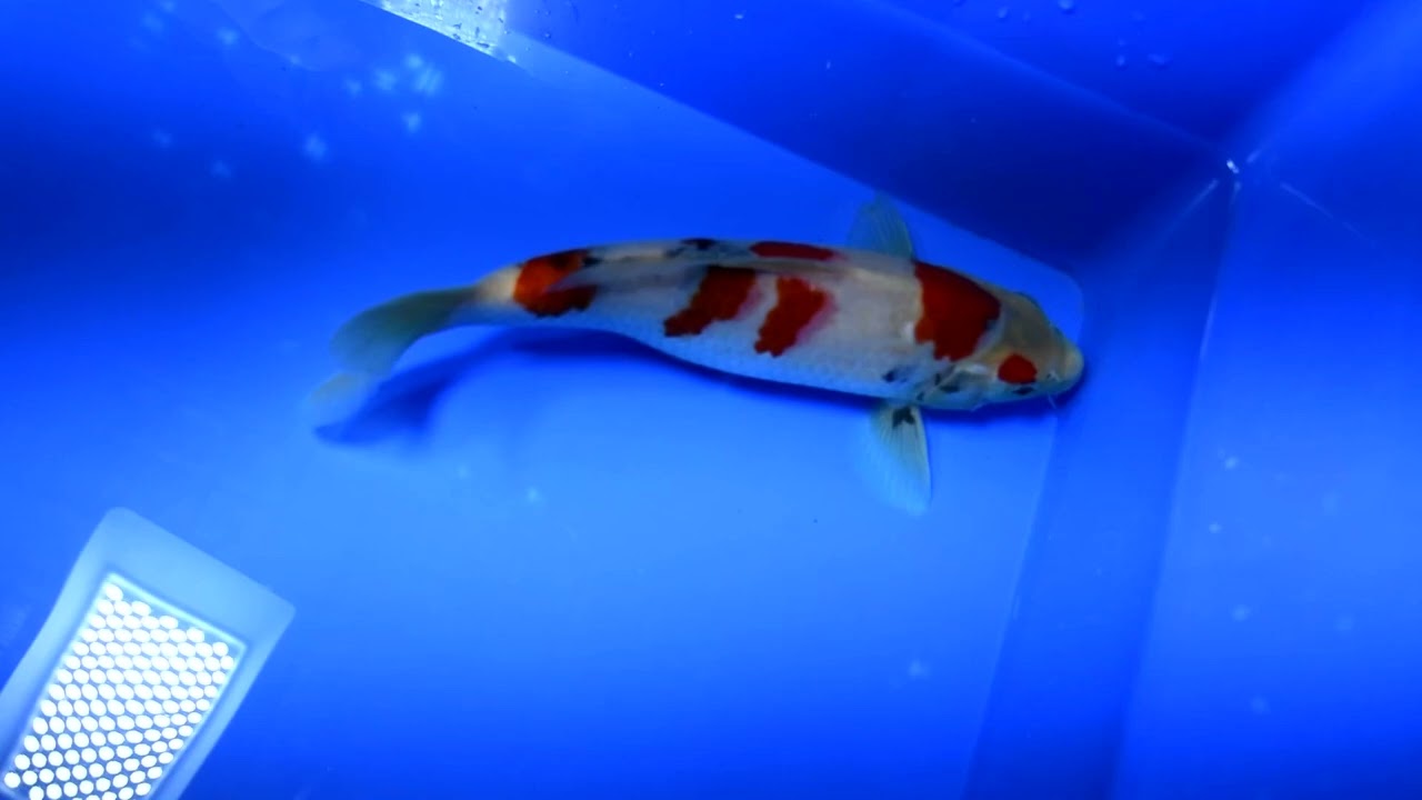 第5回ライブ鯉カップ Part II】260215-068の出品鯉のご紹介！！ - YouTube