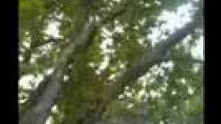 CKTV: Tree Surgery screenshot 5