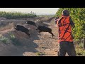 Chasse sanglier au maroc  hunting wild boar saison 20232024 partie 1