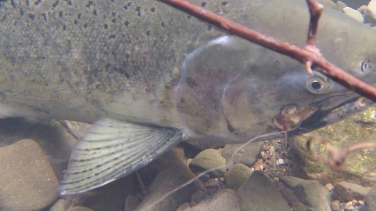 Chinook Salmon with fishing line in it's mouth. - YouTube