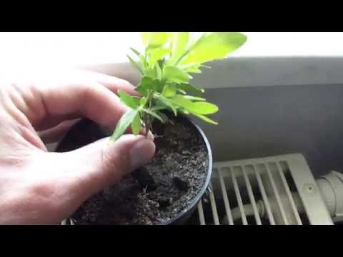 Video: Chrysanthemenstecklinge: Vermehrung Von Chrysanthemen Durch Stecklinge Im Sommer Zu Hause, Bewurzelung Der Stecklinge Und Anschließende Pflege
