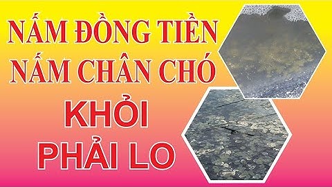 XỬ LÝ NẤM ĐỒNG TIỀN HIỆU QUẢ TRÊN AO NUÔI BẠC CÔNG NGHỆ CAO