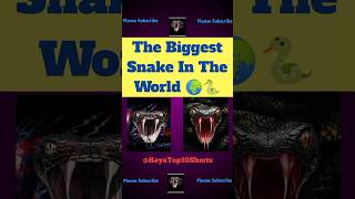 The Biggest Snake In The World . #shorts #snake #viral #@KeyaTopshorts