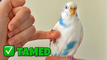 Tamed My Scared Bird in 3 Days - Here
