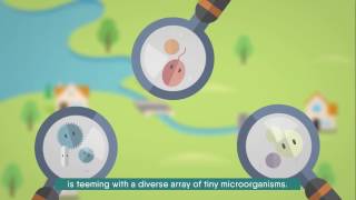 Эффективные микроорганизмы