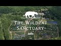 Welcome to the wildcat sanctuary youtube channel 