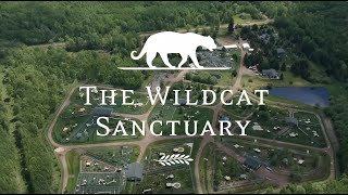 Welcome To The Wildcat Sanctuary Youtube Channel 🦁