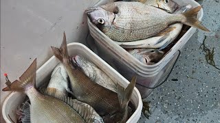 PORGY BEATDOWN WITH MY CUSTOM ROD FROM @KEPTIFISHING.(5-17-25) Sound Bound Charter New Rochelle