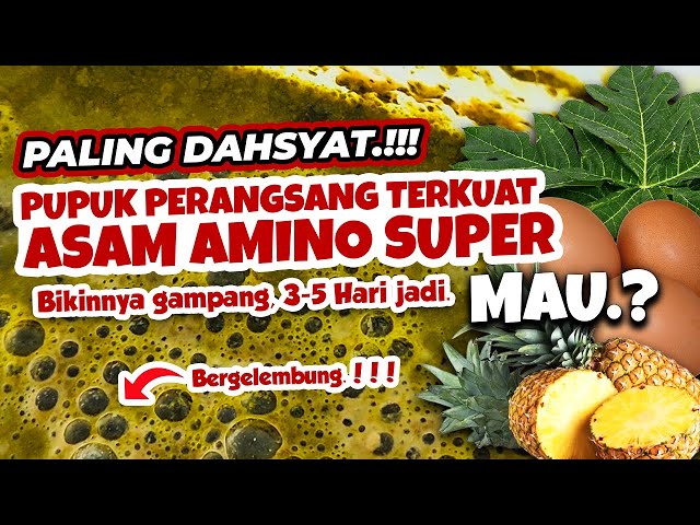 PALING DAHSYAT.!!! MEMBUAT PUPUK PERANGSANG TERKUAT ASAM AMINO SUPER | Tanaman Subur Berbuah Lebat class=