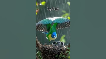 سورة العنكبوت | اكتب شيء تؤجر عليه #القرآن #القرآن_الكريم