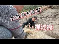 鱼群最后的挣扎，抽干水坑的那一刻鱼群疯狂逃窜，大伙一次抓过瘾