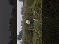 Live highlight