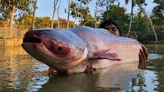 Cast Net Fishing | Net Fishing | Best Net Fishing Video