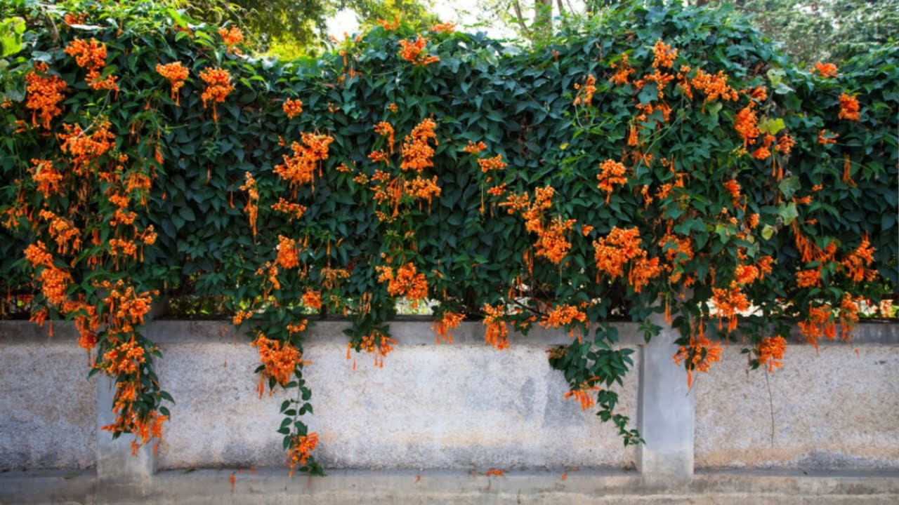 أفضل خمسة نباتات متسلقة دائمة الخضرة و سريعة النمو و مزهرة لتغطية حائط و جدار البيت و سياج  الحديقة