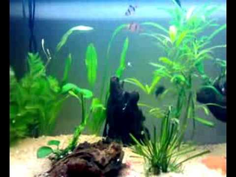 acquario di comunità 130 litri - YouTube